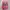 On Running Streetwear Sportswear Sneakers Wanita red pink photo 5