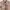 GAP Luxury Coquette Trench coat Kids pink photo 3