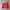 Burberry Streetwear Casual Harrington Jacket Pria Red