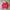 Burberry Streetwear Casual Harrington jacket Pria red photo 2