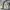 Skater Casual Bomber jacket Pria cream photo 4
