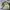 Skater Casual Bomber jacket Pria cream photo 6