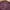 thisisneverthat Casual Sweater Pria burgundy photo 3