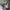 Dickies Streetwear Casual Casual pants Pria tan photo 4