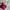 Fossil Casual Clutch Wanita burgundy brown photo 2