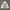 Adidas Vintage Sportswear Windbreaker Pria white photo 1