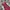 Luxury Prom Dress Wanita Burgundy Red