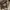 Dickies Gorpcore Minimalist Vest Pria tan photo 6