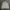 Beanpole Casual Harrington Jacket Pria Cream