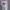 Dickies Casual Sweatshirt Pria Multicolor White