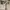 Goth Emo Short Wanita white gray photo 6