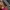 Prada Luxury Lolita Clutch Wanita pink photo 8