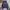 Hollister Minimalist Hoody Pria Navy