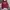 Abercrombie & Fitch Minimalist Hoody Pria Red