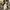 Coquette Summer dress Wanita cream photo 2