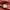 Kangol Casual T-shirt Pria red photo 4