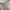 Coquette Trench coat Wanita white photo 2