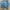 Coquette Trench coat Wanita multicolor photo 3