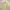 Japanese Brand Vintage Casual Harrington Jacket Pria Cream