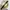 Calvin Klein Vintage Minimalist Pria gold black photo 1