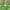 Florence & Fred Minimalist Casual Hoody Pria Green