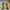 Streetwear Windbreaker Pria tan cream photo 1