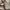 National Geographic Streetwear Minimalist Fleece Pria tan photo 5