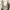 Vintage Pria cream photo 3