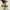 VANS Skater Sneakers Pria tan brown photo 2
