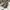 VANS Skater Sneakers Pria tan brown photo 1