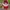 LYNXSPORT Vintage Sportswear Hat Pria red photo 4