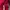 Nike Streetwear Casual Hoody Pria red photo 2