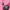 Burberry Sportswear Casual Wanita pink photo 1