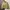 Tommy Hilfiger Casual Harrington jacket Pria tan cream photo 4