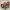 Christian Siriano Luxury Fairy Heels Wanita pink photo 3