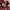 Adidas Sportswear Sweatpants & Joggers Pria red photo 5