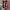 Adidas Sportswear Sweatpants & Joggers Pria red photo 1