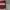 Adidas Sportswear Sweatpants & Joggers Pria red photo 4