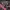 Zoo York Streetwear Y2K T-shirt Pria red black photo 2