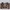 Coach Y2K Shoulder bag Wanita brown photo 2