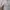 Old Navy Lolita Babydoll dress Wanita white photo 4