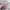 Miniso Fairy Coquette Hair accessory Wanita pink photo 2