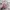 Miniso Fairy Coquette Hair Accessory Wanita Pink