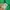 Adidas Streetwear T-shirt Pria green photo 2