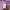 Executive Casual Crop top Wanita purple photo 3