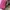 Casual Handbag Wanita pink photo 2