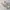 COMME des GARÇONS Biker Casual Sneakers Pria cream photo 2