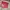 Coach Vintage Tote bag Wanita pink photo 2