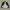 Adidas Sportswear Track jacket Wanita black photo 4