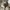 GAP Vintage Casual Harrington jacket Pria cream photo 5